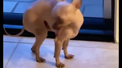 Funny animals| Funny dogs and cats compilation