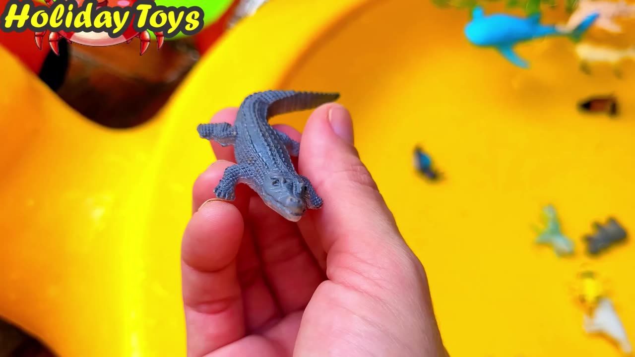 Wolf Bathing Near Crabs in Big Yellow Bucket