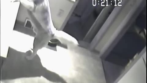 😂🐾 You Won't Believe What This Pet Does When Left Alone! | FunFM