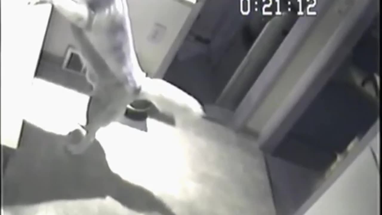 😂🐾 You Won't Believe What This Pet Does When Left Alone! | FunFM