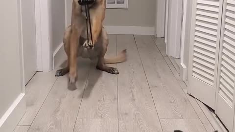 Doggy Sniper