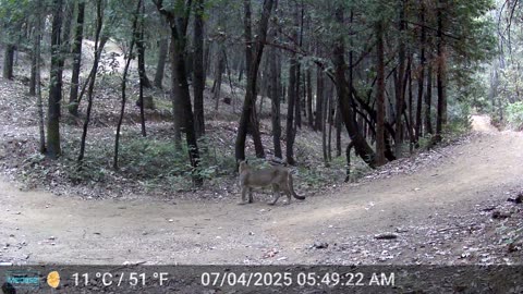 Mountain Lions X 3 Daylight Videos - video 1