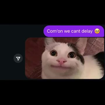 Funny Cats Meme 😹