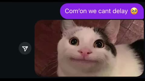 Funny Cats Meme 😹