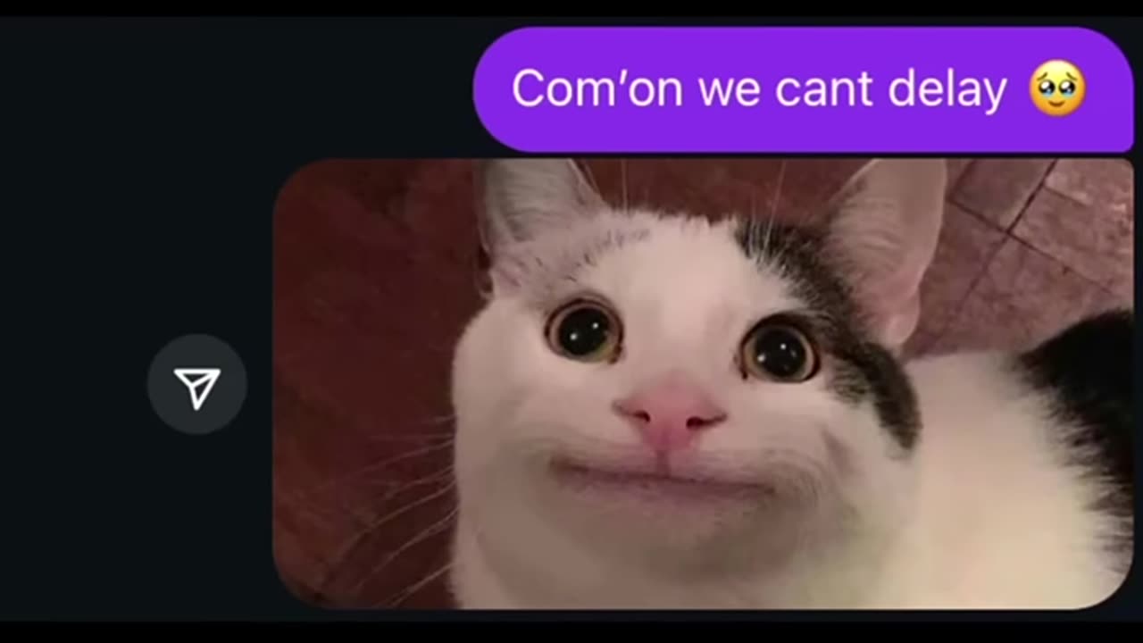 Funny Cats Meme 😹