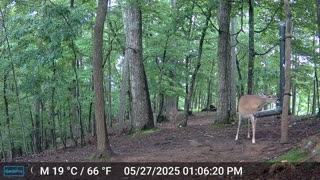 The Woods – 05/28/2025
