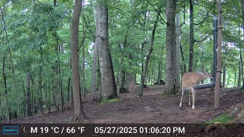 The Woods – 05/28/2025