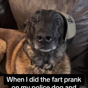 "The Great Canine Gas Crisis"