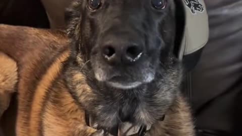 "The Great Canine Gas Crisis"