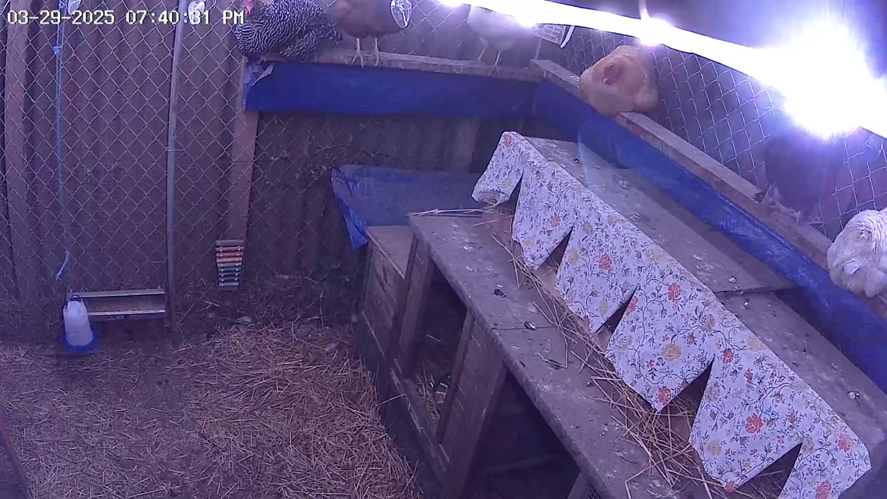 Saturday Night Perch Up Cam2