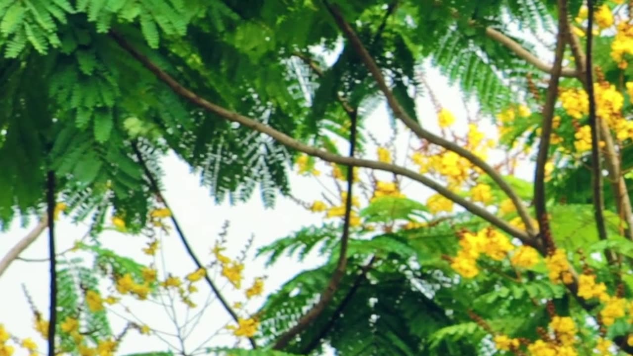 Ascension represents a full transformation of the body together with being a fully awake being in 5D