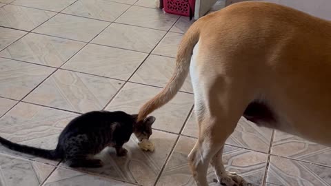 Pets Line Up For Drinks Of Water