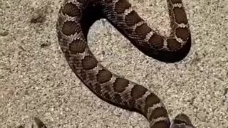 Decapitated head of snake bites it own body and felt it too
