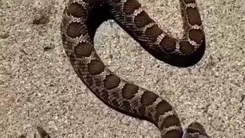 Decapitated head of snake bites it own body and felt it too