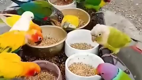 birs
