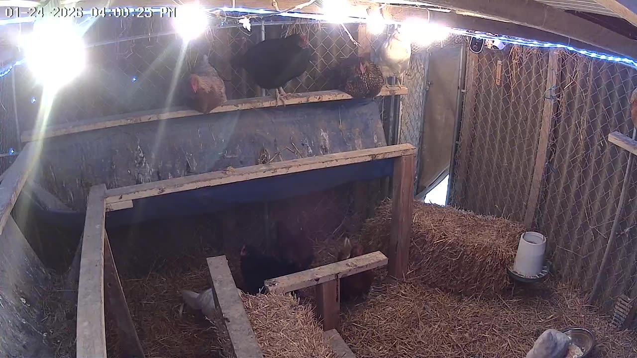 Perch Up Cam1