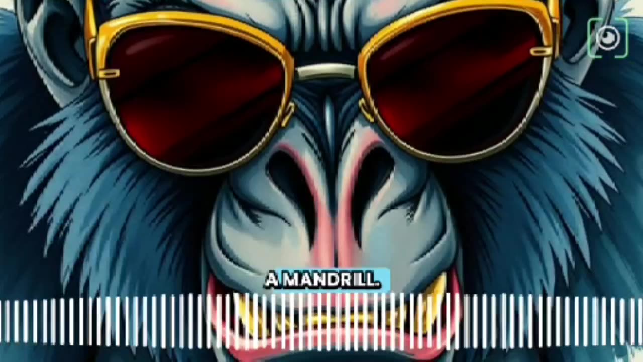 Monkey man song