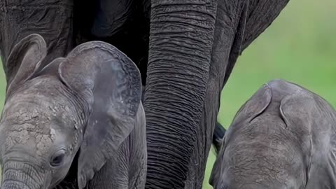 Incredibly rare elephant twins 🐘 🐘 #Shorts #Animals