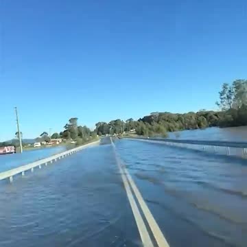 Persistent fish swims across road in NSW - news.com.au