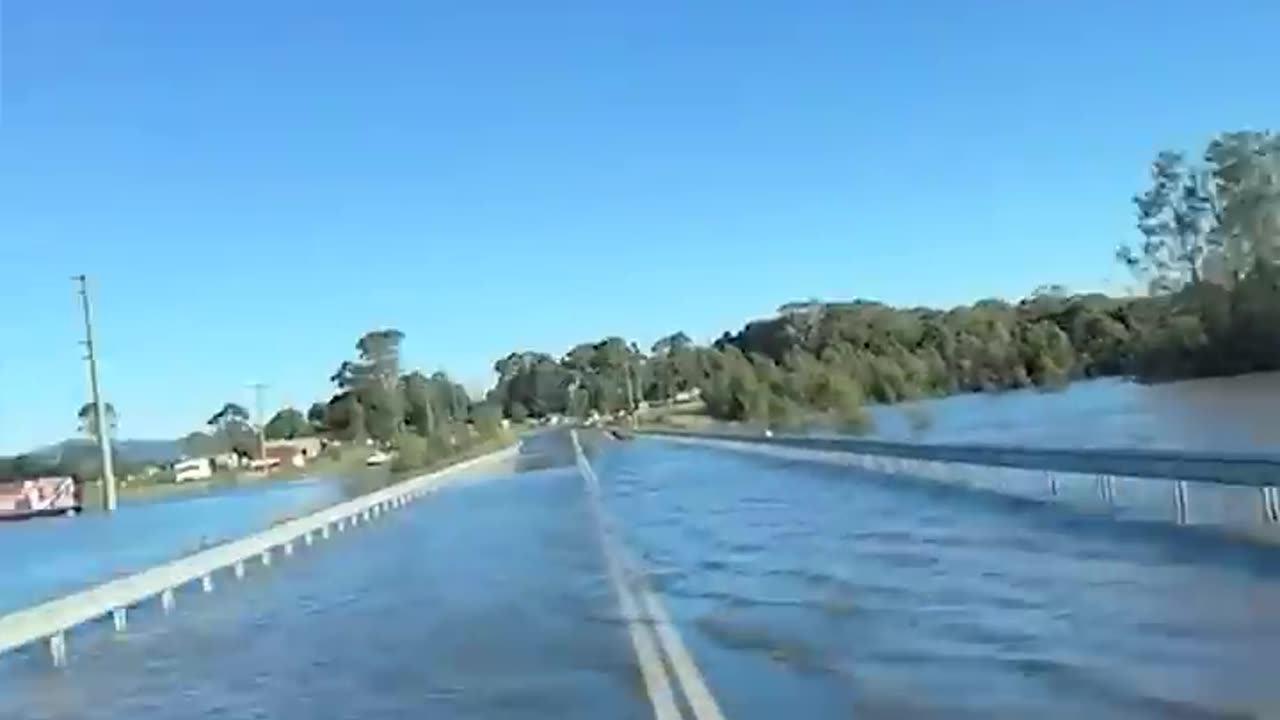 Persistent fish swims across road in NSW - news.com.au