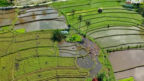 Melodic House & Techno 2025 - Deep Woods #318 | Bali - Jungle Club Ubud Special DJ Mix