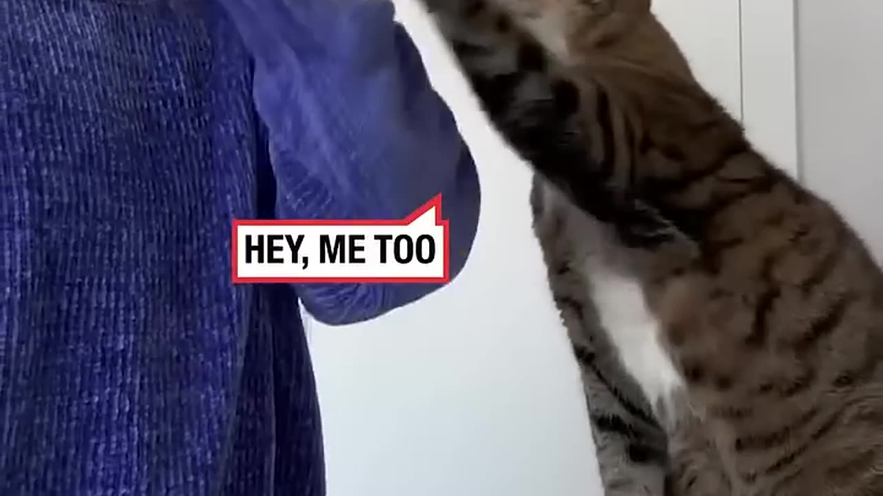funny animals