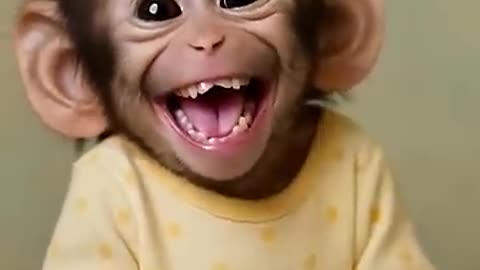 Monkey Funny Laughing Video
