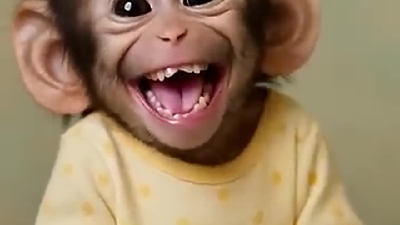 Monkey Funny Laughing Video
