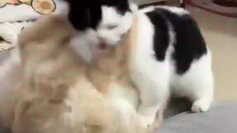 😂🤣 Watch This Epic Fail! | FunFM
