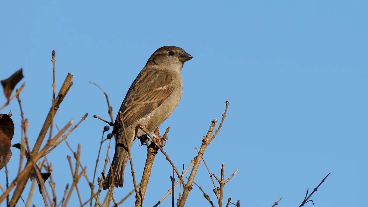 🐦 Chirping of Sparrows | Relaxing Birdsong for Peaceful Mornings & Nature Ambience 🌿