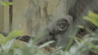 テナガザルの祖先、誕生の瞬間を見よ！