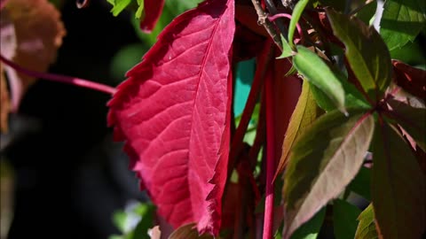 Ride Along with Q #387 - Pre-Fall Plants - 09/13/25 - Photos by Q Madp