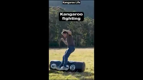 Funny video shorts