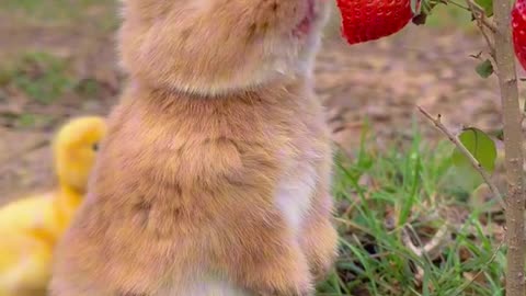 Look at the beautiful strawberry with a cute rabbit and a birdhouse.🐥🐇