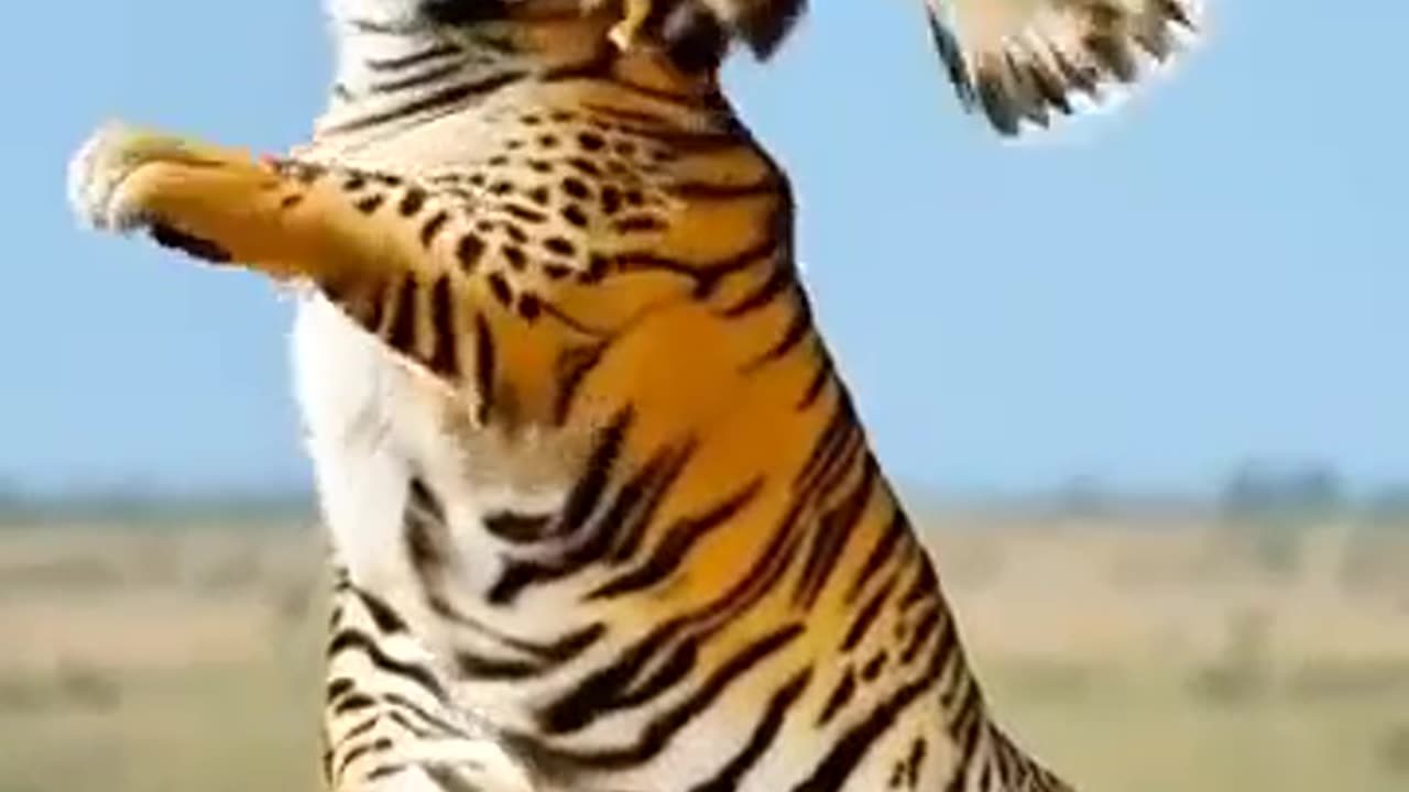 Big Eagle Vs Cheetah