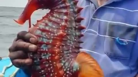 Indian Fisherman Catches A Big Seahorse