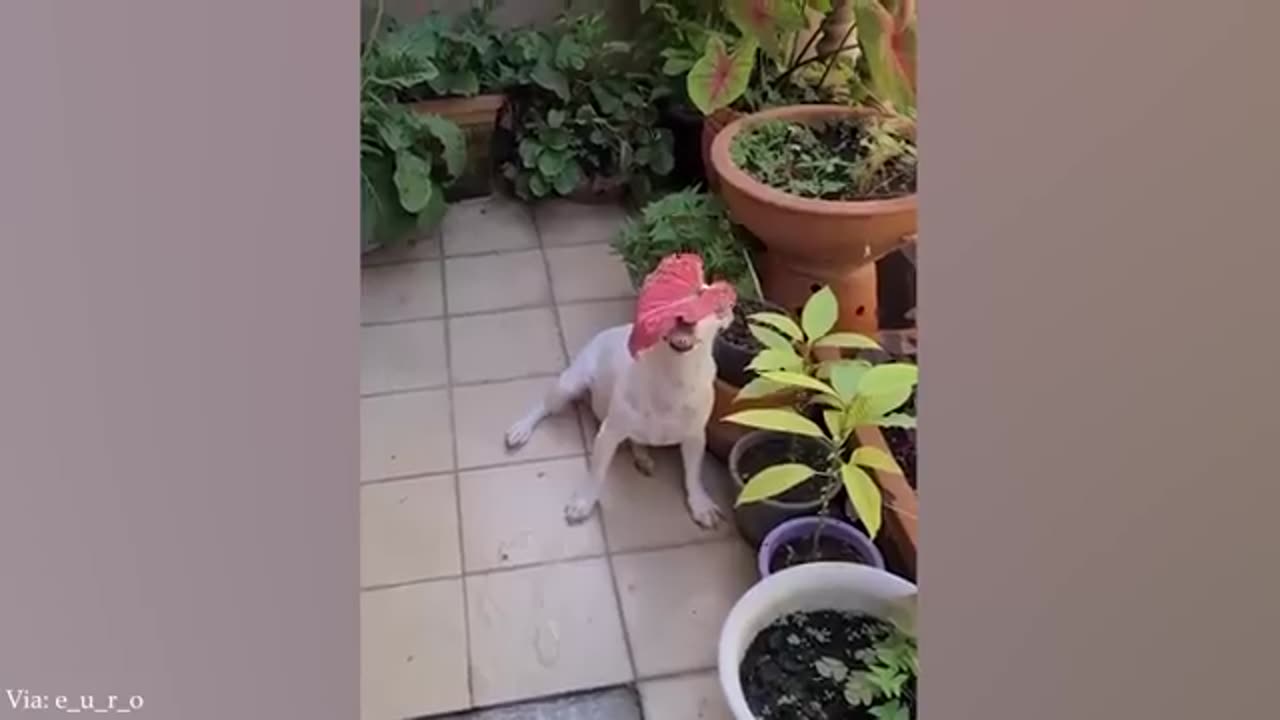 Best of Funny Dogs