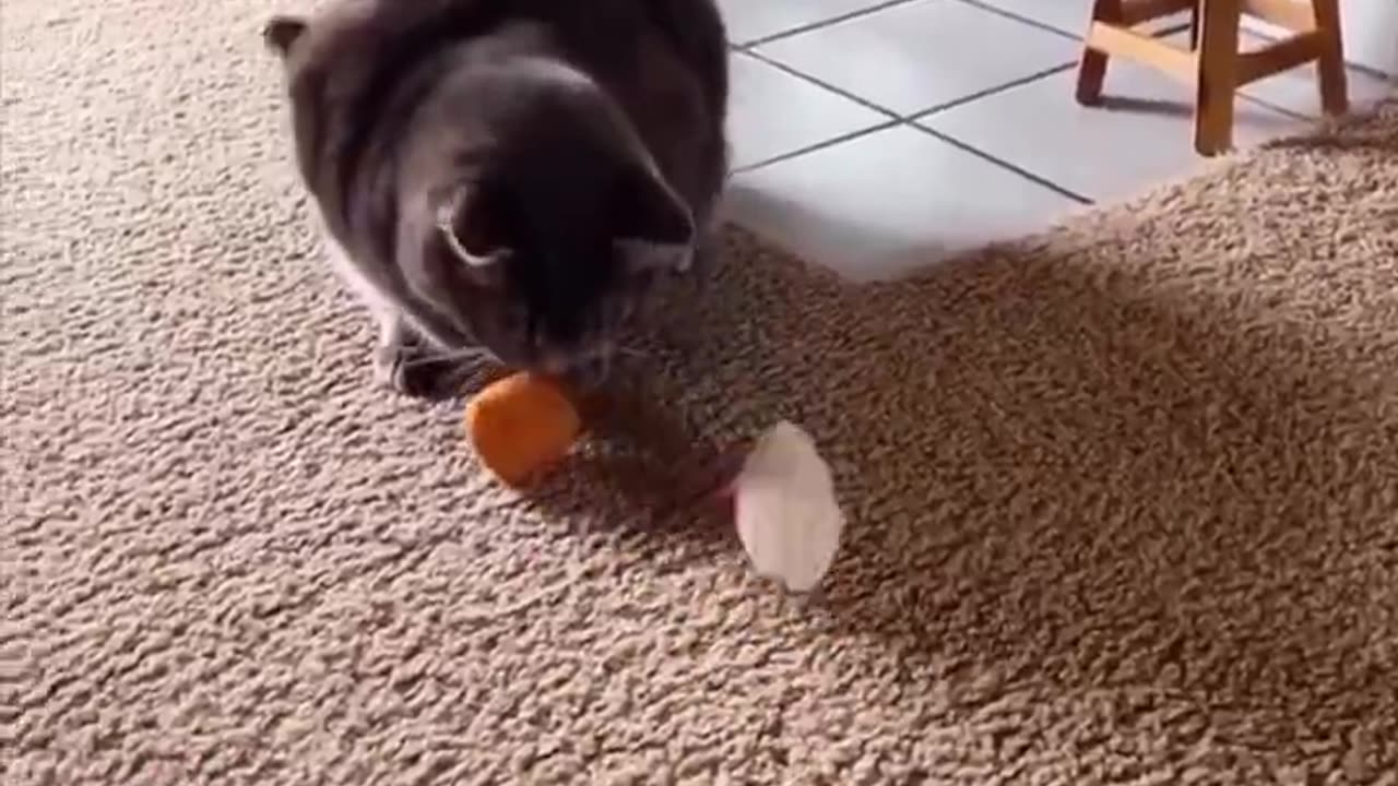 Cat choosing his favorite toy.. 😂