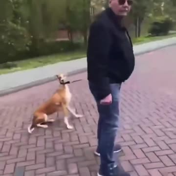 An elderly Dutch man was just walking his dog, minding his own...