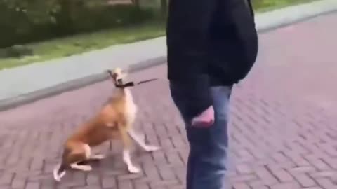 An elderly Dutch man was just walking his dog, minding his own...