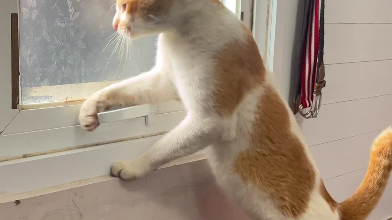 Cat Opens Window Latch and Sneaks Out