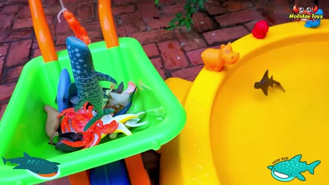 Washing the Whale Shark that Got Dirty from Mud While Playing