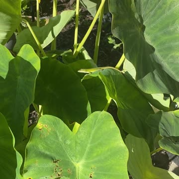 SAY HELLO TO MRS. BUTTERFLY AND MR. LIZARD!