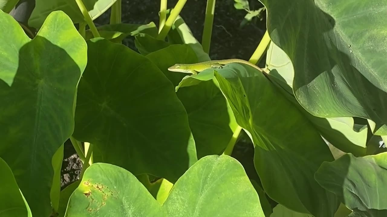 SAY HELLO TO MRS. BUTTERFLY AND MR. LIZARD!
