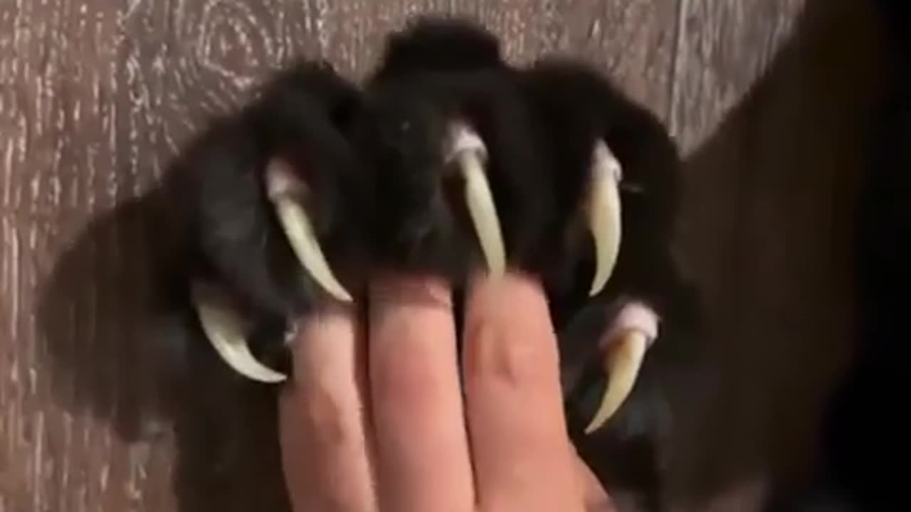 🐈‍⬛ Luna, the Panther's Epic Jump! | FunFM
