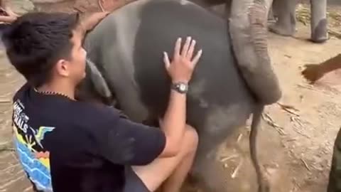 Elephant Friend