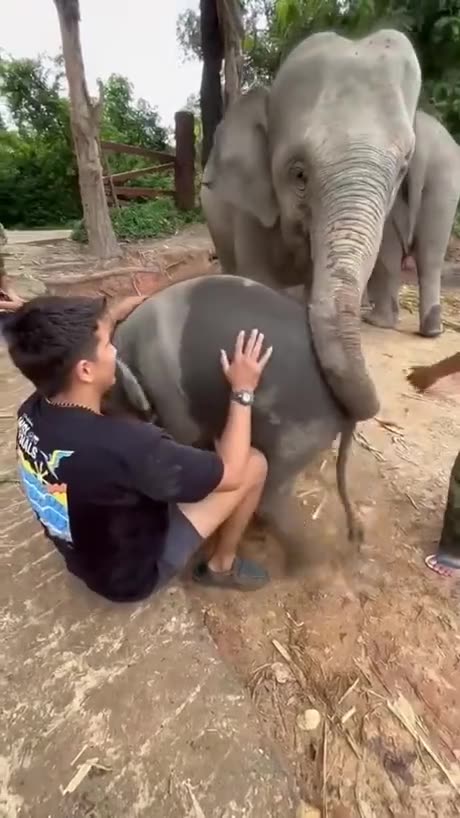 Elephant Friend
