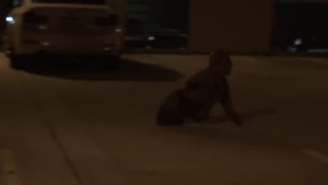 A decomposing zombie would become immobile as its tendons and muscles liquefy