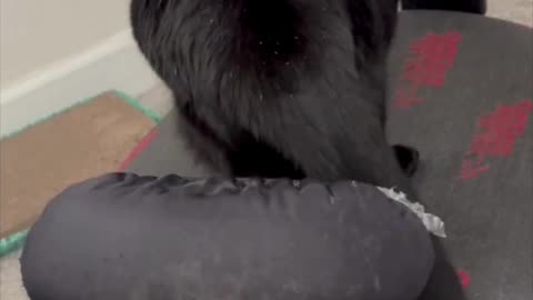 Cute Precious Piper Looks So Professional in the Office - My Adopted Shelter Cat Vlog. #shorts