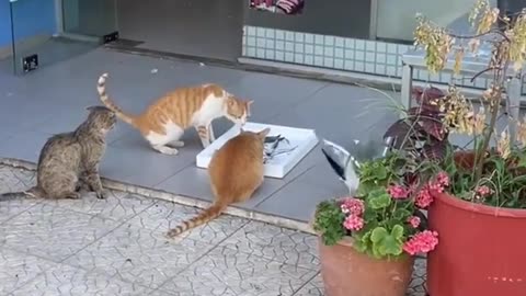 😂🐾 This Animal's Sneaky Move Will Make You Laugh! | FunFM